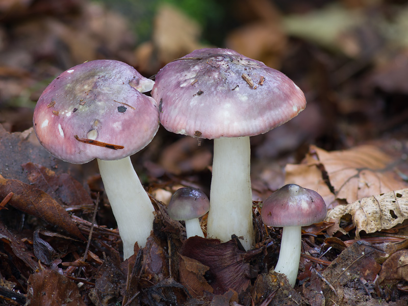 Russula cavipes